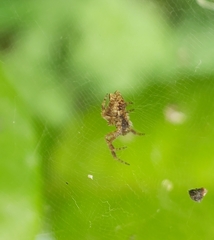 Cyrtophora exanthematica