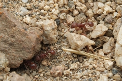 Pogonomyrmex subnitidus