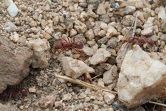 Pogonomyrmex subnitidus