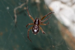 Steatoda nobilis