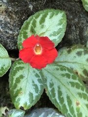 Episcia