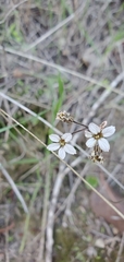 Jepsonia parryi