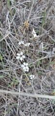 Jepsonia parryi