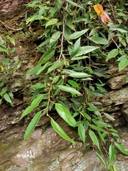 Ficus sarmentosa nipponica