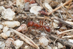 Pogonomyrmex subnitidus
