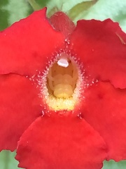 Episcia