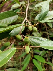Ficus sarmentosa nipponica