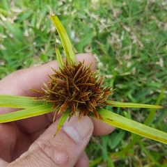 Cyperus intactus