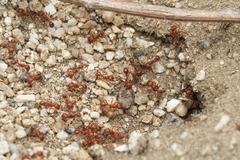 Pogonomyrmex subnitidus