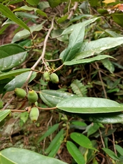 Ficus sarmentosa nipponica