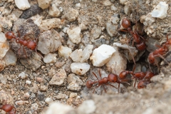 Pogonomyrmex subnitidus