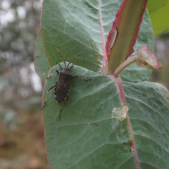 Gelonus tasmanicus
