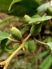 Ficus sarmentosa nipponica