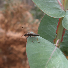 Gelonus tasmanicus
