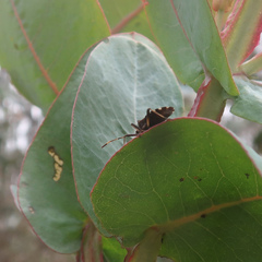 Gelonus tasmanicus