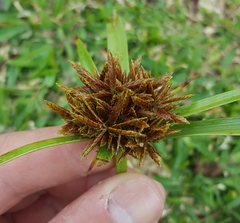 Cyperus intactus