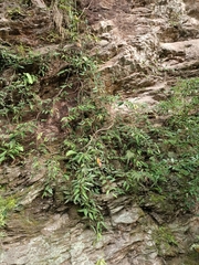 Ficus sarmentosa nipponica
