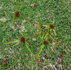 Cyperus intactus
