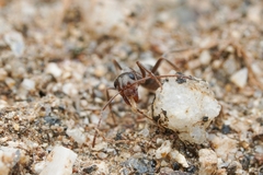 Formica fusca