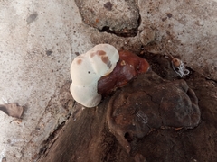 Ganoderma resinaceum