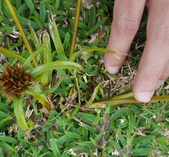 Cyperus intactus
