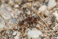 Formica fusca