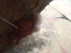 Ganoderma resinaceum