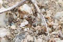 Formica fusca