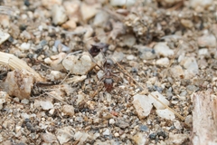 Formica fusca