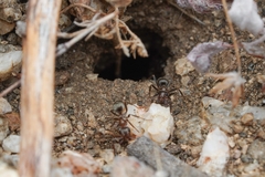 Formica fusca