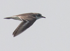 Charadrius leschenaultii
