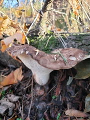 Jahnoporus hirtus