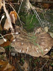 Jahnoporus hirtus