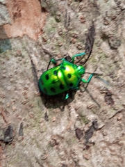 Chrysocoris purpureus