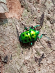 Chrysocoris purpureus