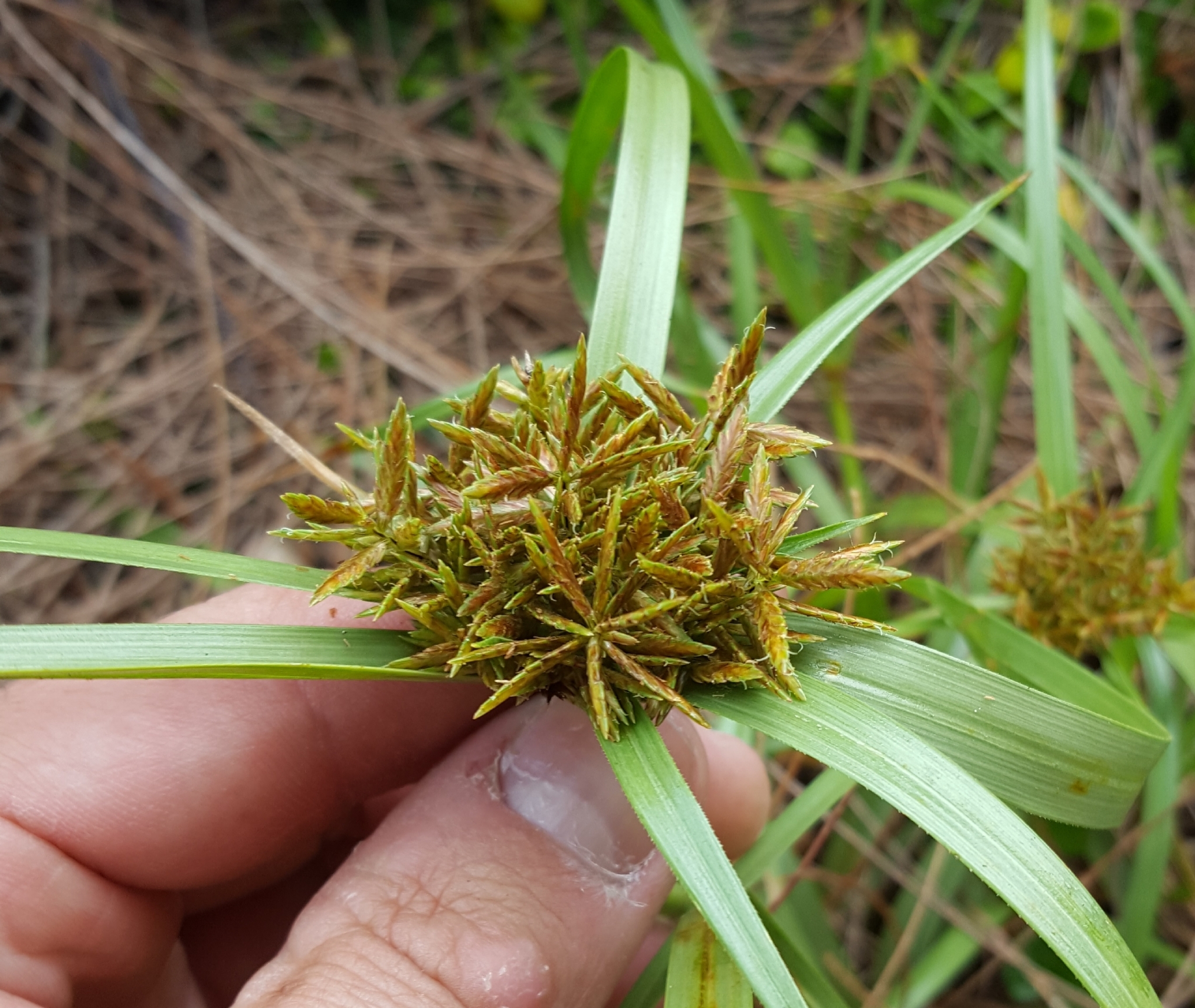 (c) François Rousseu, certains droits réservés (CC BY-NC) https://www.inaturalist.org/observations/143243451