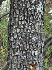 Diospyros virginiana