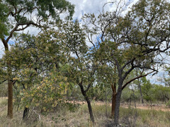 Corymbia setosa