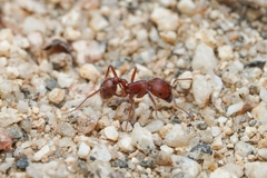 Pogonomyrmex subnitidus