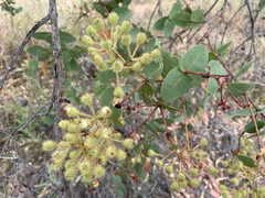 Corymbia setosa