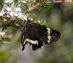 Platagarista macleayi