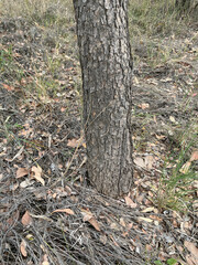 Corymbia setosa