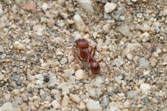 Pogonomyrmex subnitidus