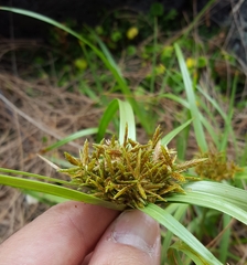 Cyperus intactus