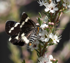 Platagarista macleayi