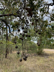 Corymbia setosa