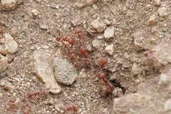 Pogonomyrmex subnitidus