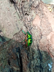 Chrysocoris purpureus