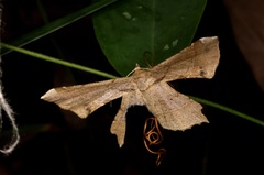 Krananda latimarginaria