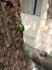 Chrysocoris purpureus